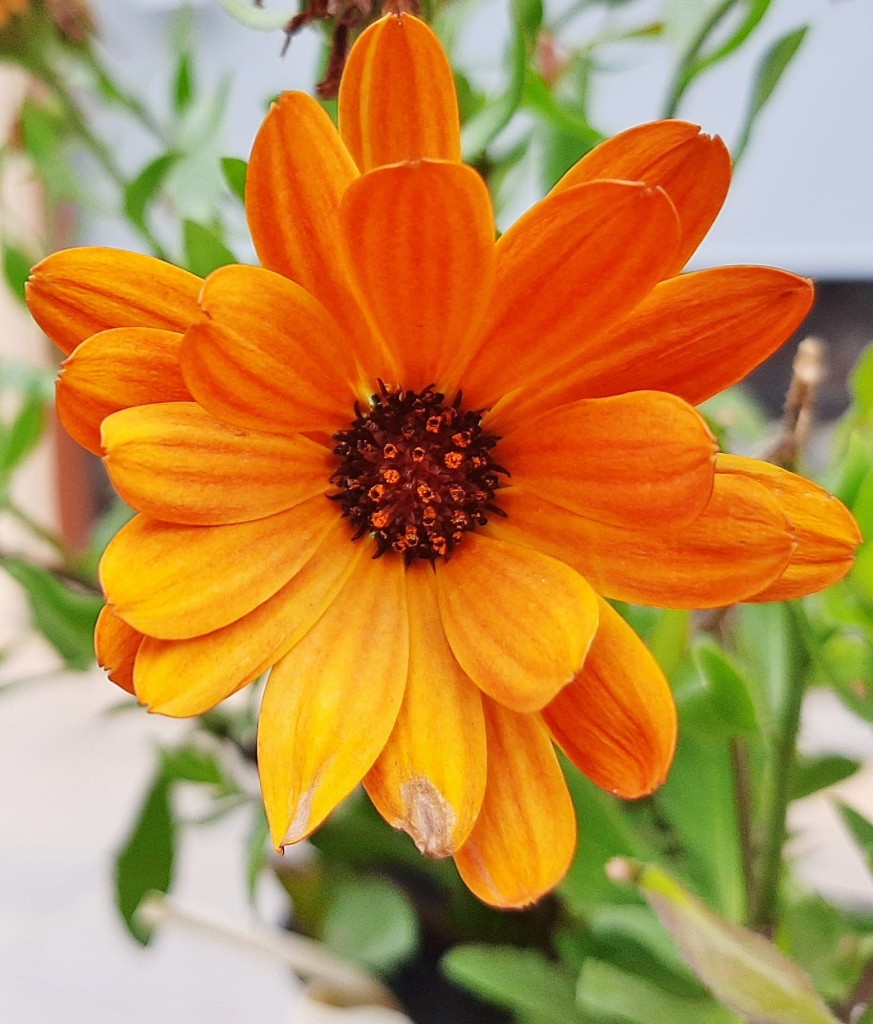 Foto: Flores en la ciudad - Barcelona (Cataluña), España