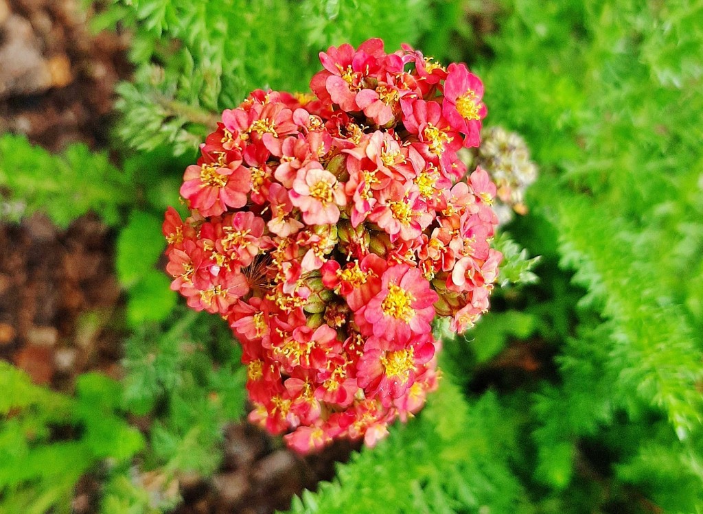 Foto: Flores en la ciudad - Barcelona (Cataluña), España