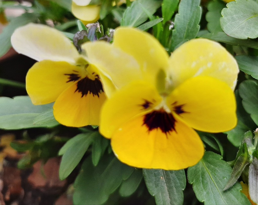 Foto: Flores en la ciudad - Barcelona (Cataluña), España