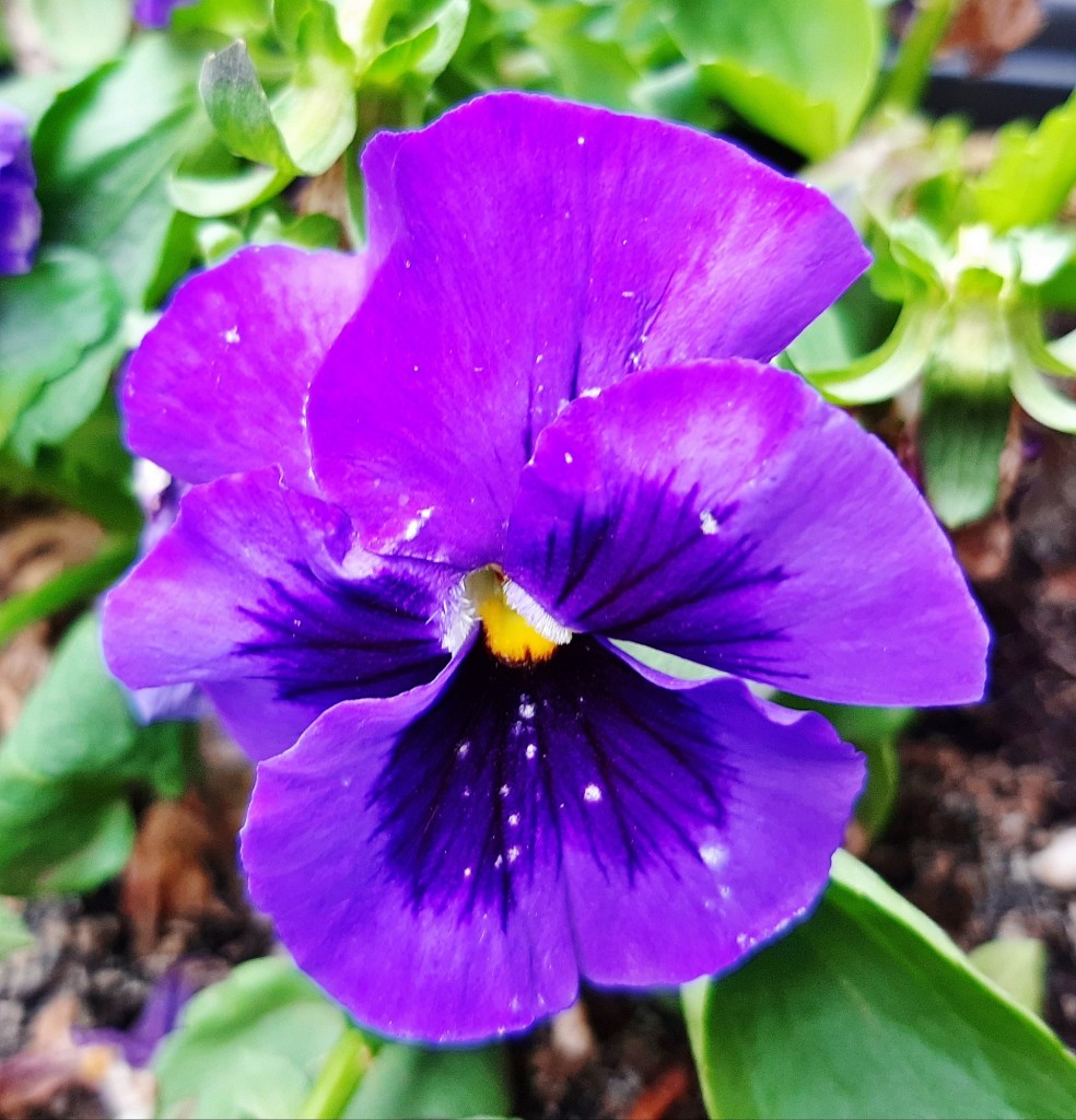 Foto: Flores en la ciudad - Barcelona (Cataluña), España