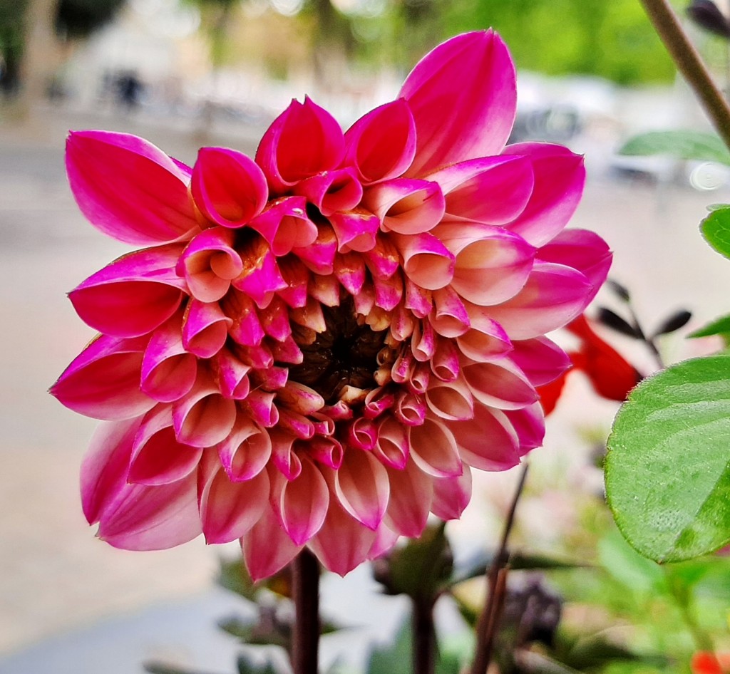 Foto: Flores en la ciudad - Barcelona (Cataluña), España