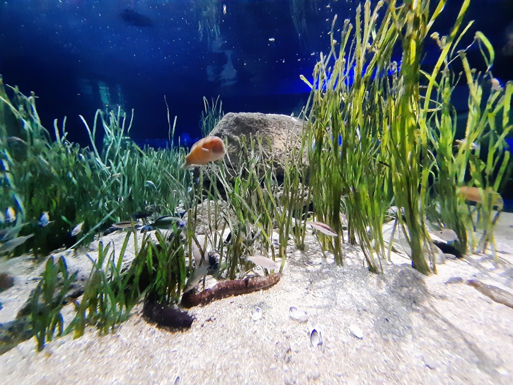 Foto: Oceanográfico - Valencia (València), España