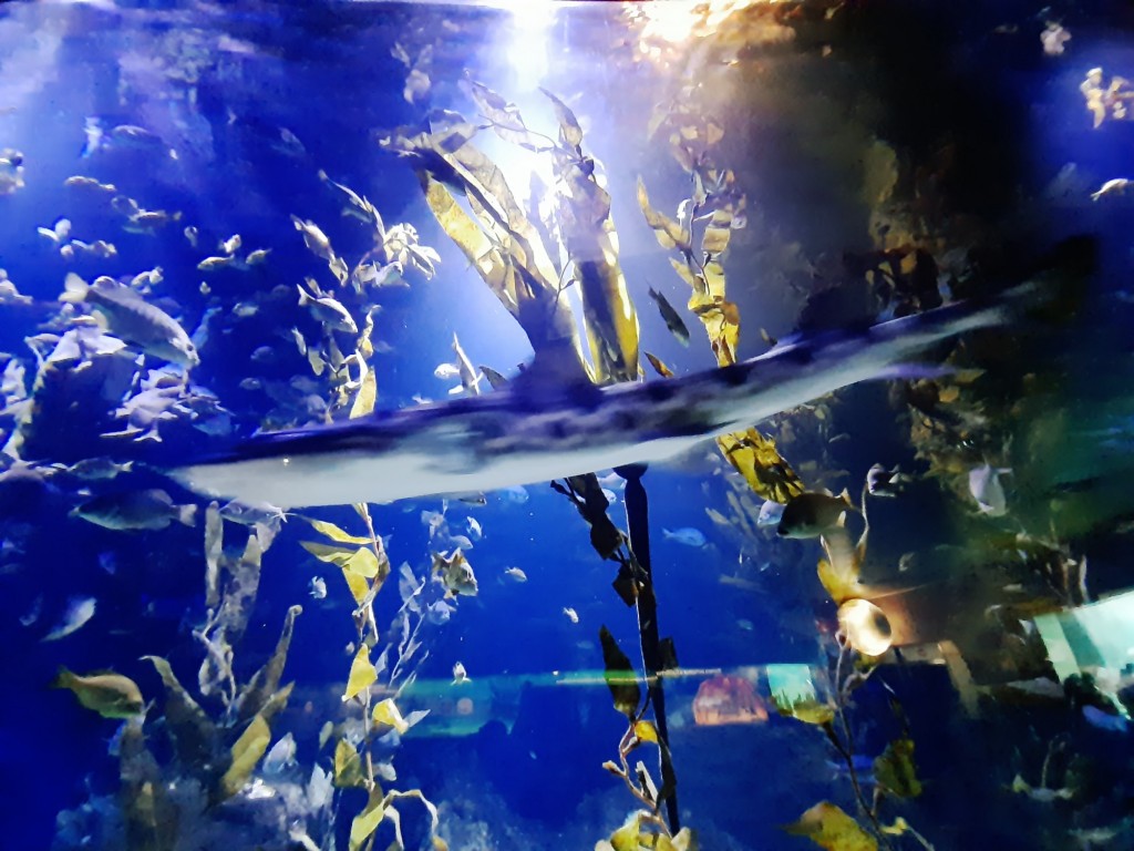 Foto: Oceanográfico - Valencia (València), España