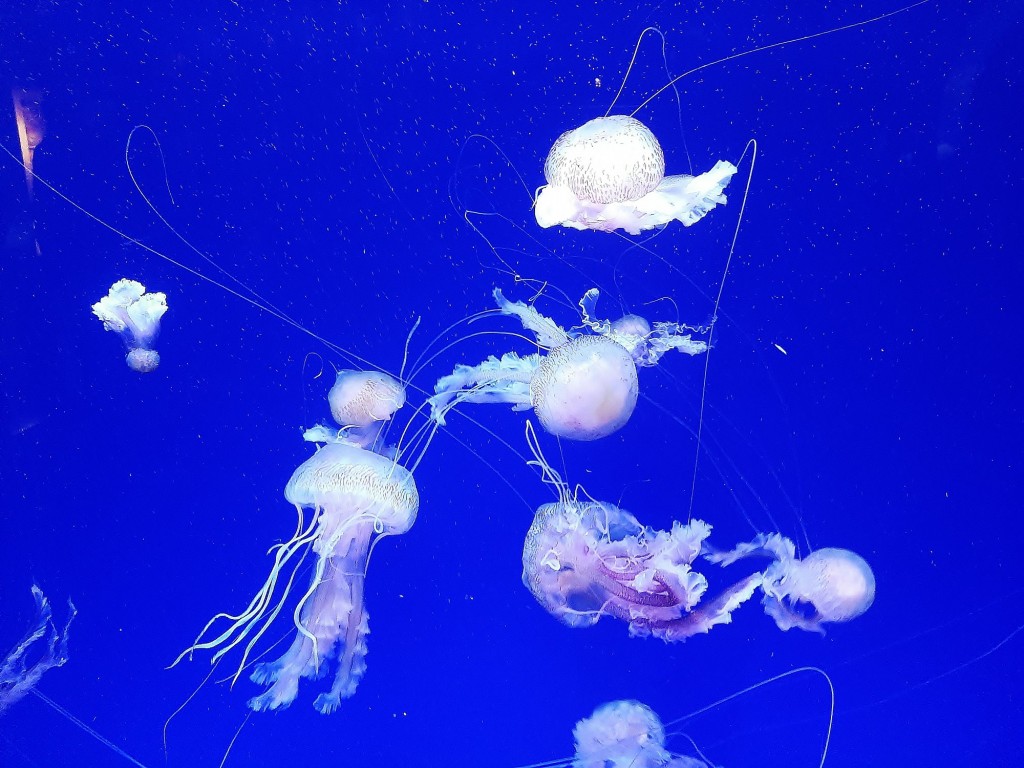 Foto: Oceanográfico - Valencia (València), España