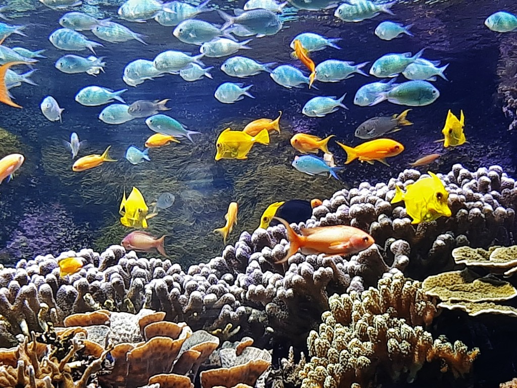 Foto: Oceanográfico - Valencia (València), España