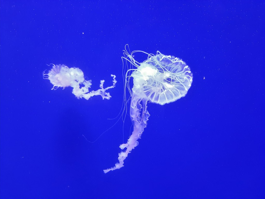 Foto: Oceanográfico - Valencia (València), España