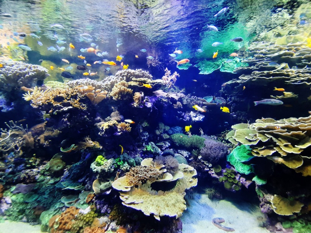 Foto: Oceanográfico - Valencia (València), España