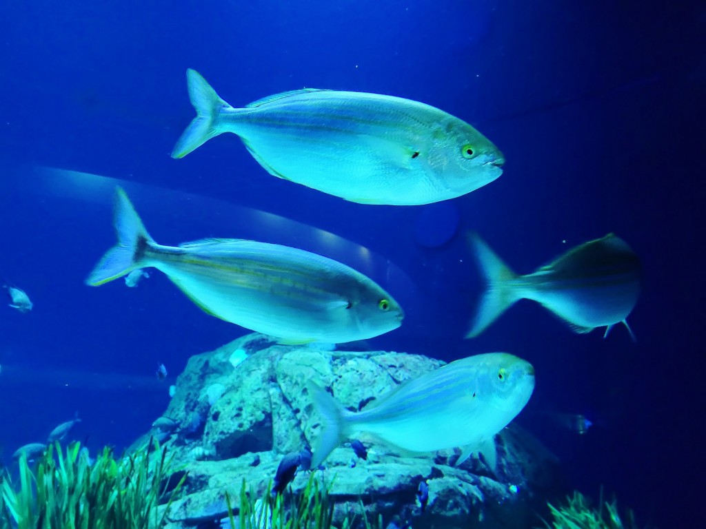 Foto: Oceanográfico - Valencia (València), España