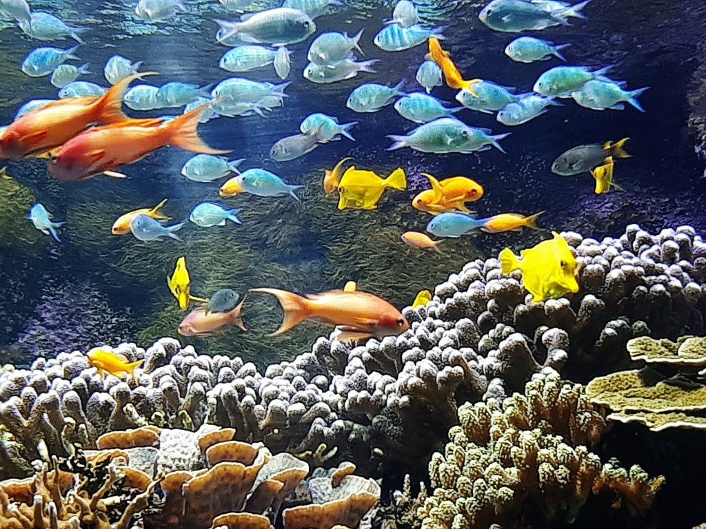 Foto: Oceanográfico - Valencia (València), España