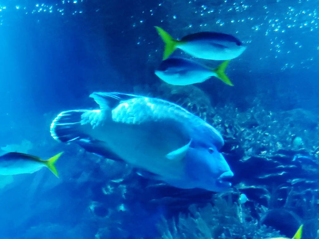 Foto: Oceanográfico - Valencia (València), España