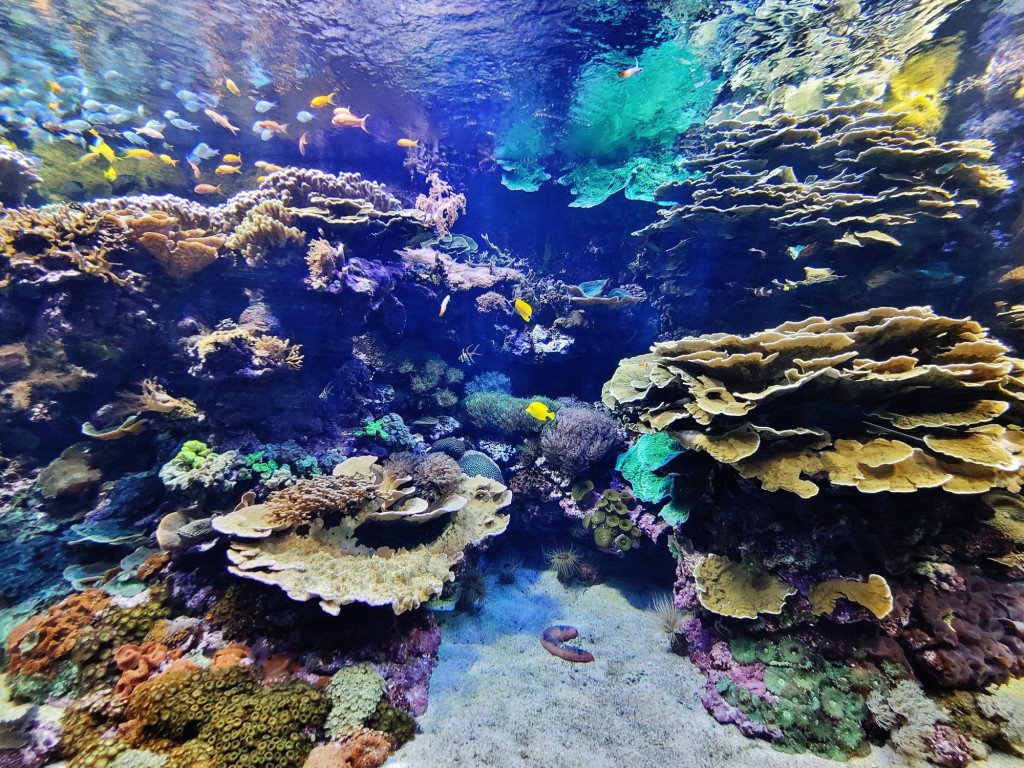 Foto: Oceanográfico - Valencia (València), España