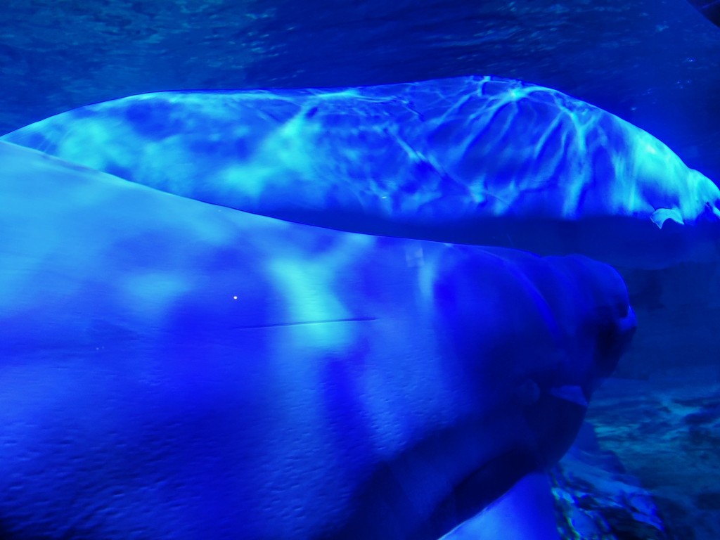 Foto: Oceanográfico - Valencia (València), España