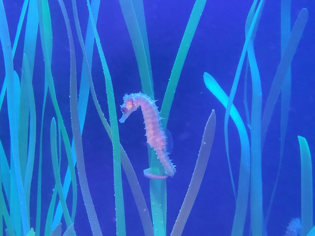 Foto: Oceanográfico - Valencia (València), España