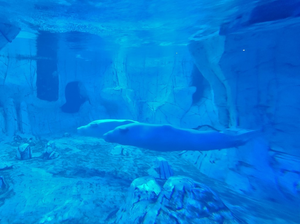 Foto: Oceanográfico - Valencia (València), España