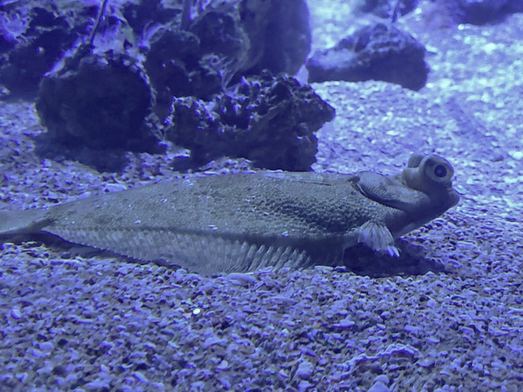 Foto: Oceanográfico - Valencia (València), España