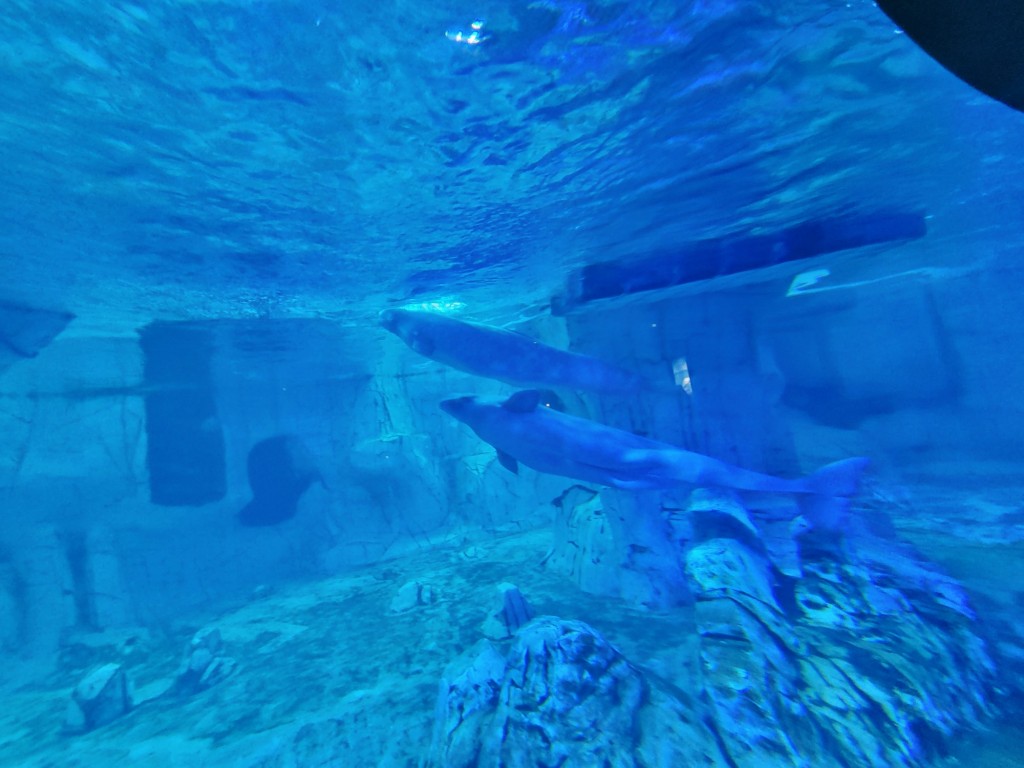 Foto: Oceanográfico - Valencia (València), España