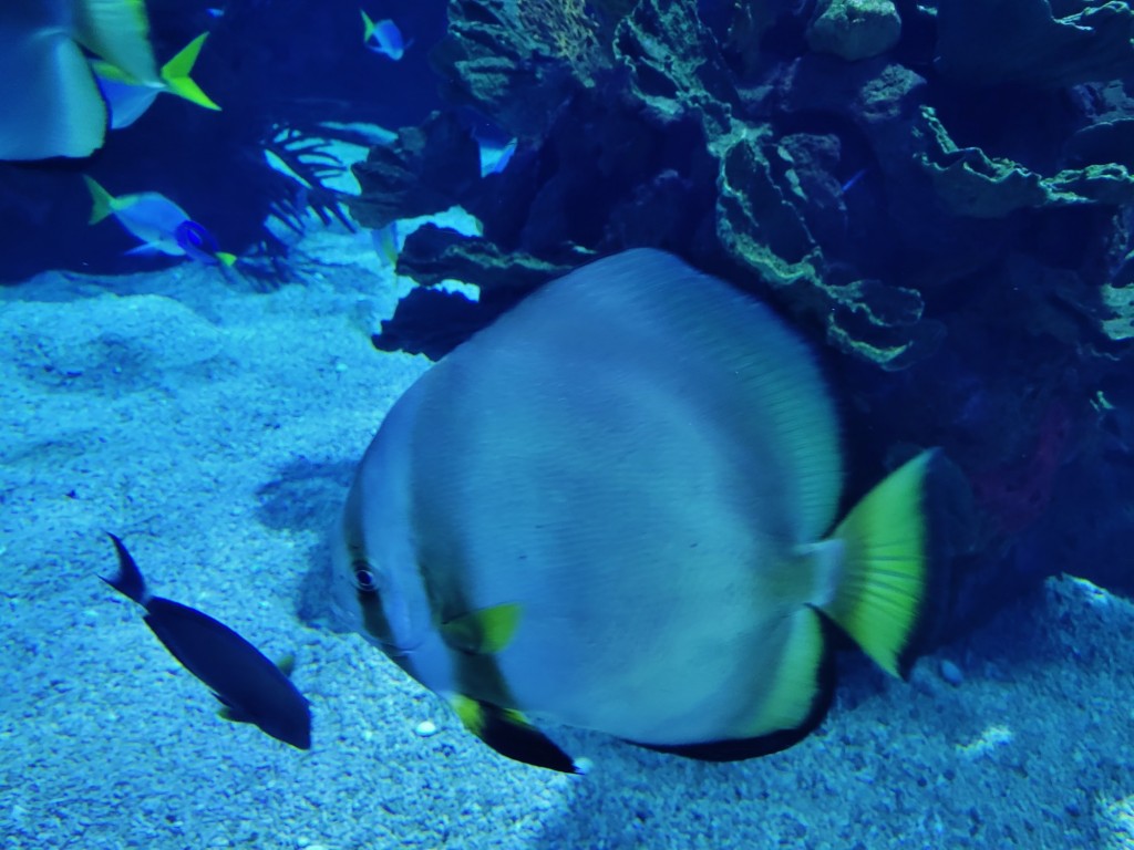 Foto: Oceanográfico - Valencia (València), España