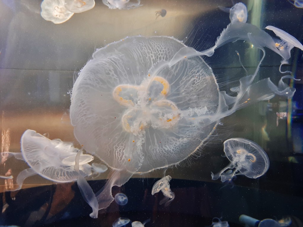 Foto: Oceanográfico - Valencia (València), España