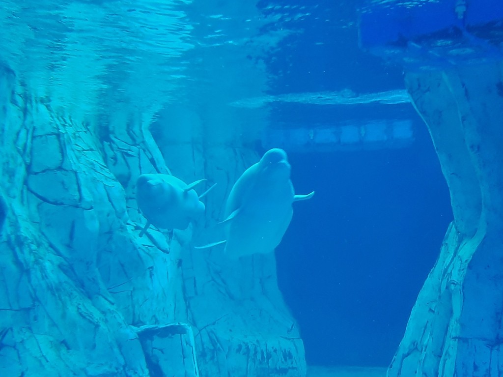 Foto: Oceanográfico - Valencia (València), España