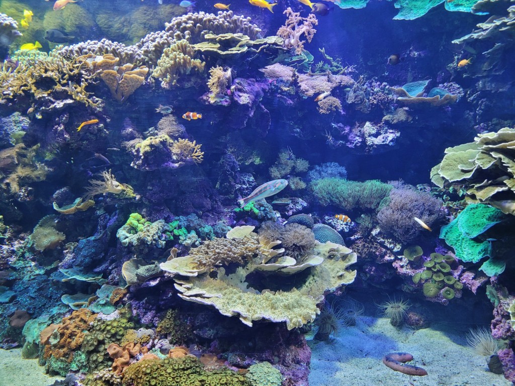 Foto: Oceanográfico - Valencia (València), España