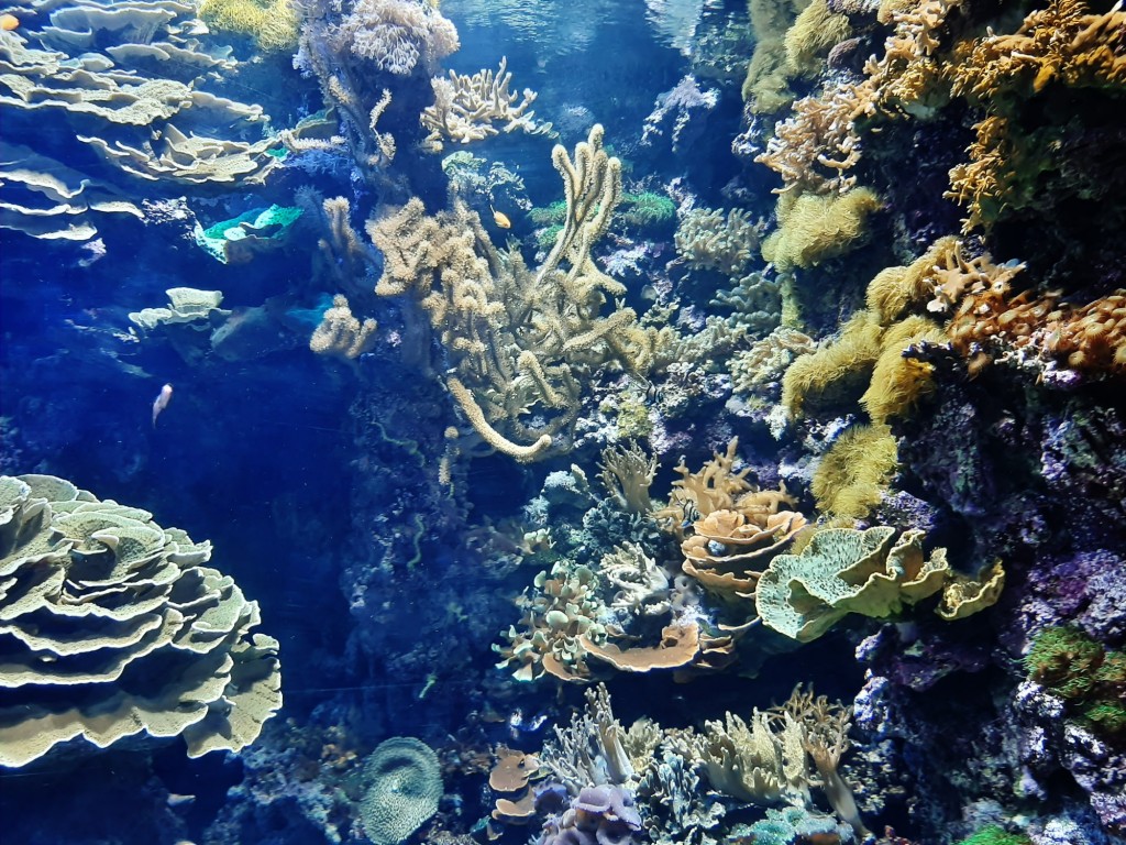 Foto: Oceanográfico - Valencia (València), España