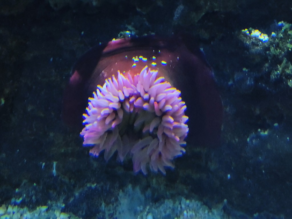 Foto: Oceanográfico - Valencia (València), España