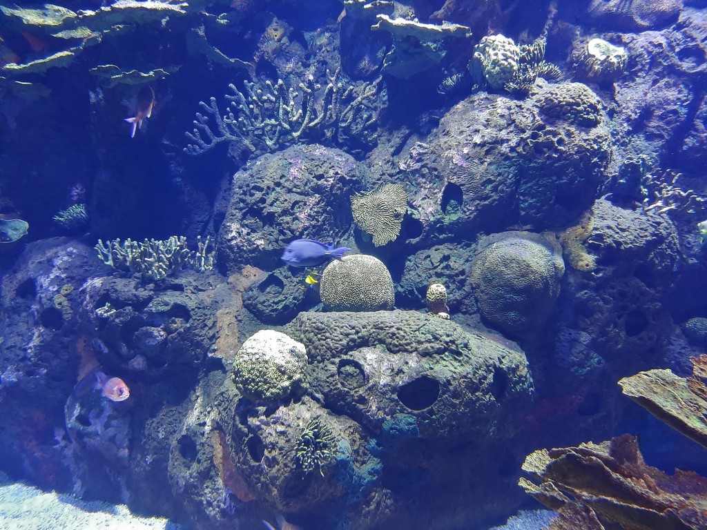 Foto: Oceanográfico - Valencia (València), España