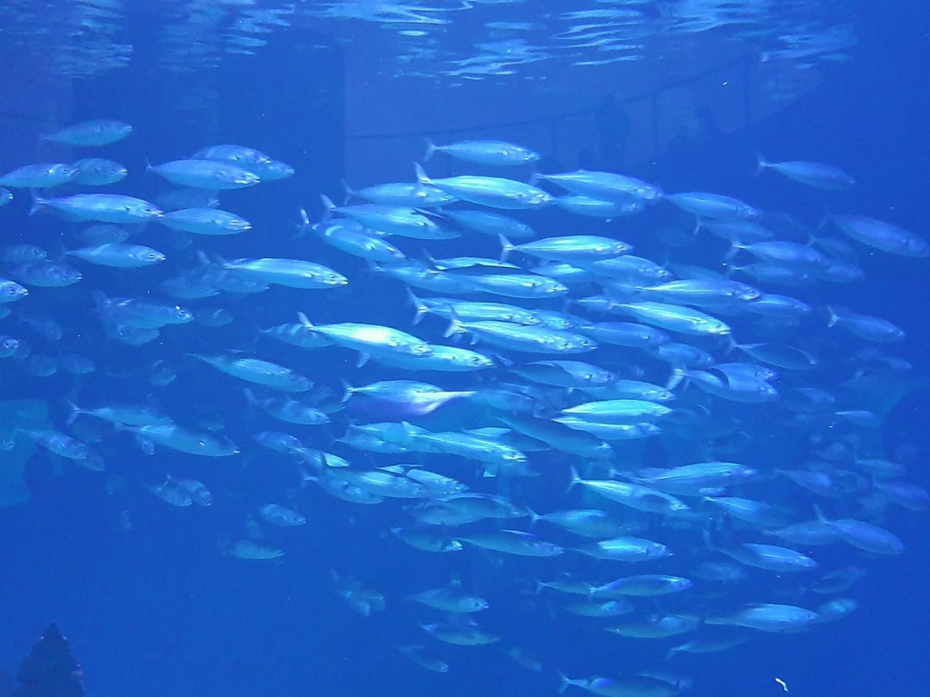 Foto: Oceanográfico - Valencia (València), España