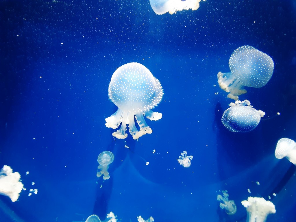 Foto: Oceanográfico - Valencia (València), España