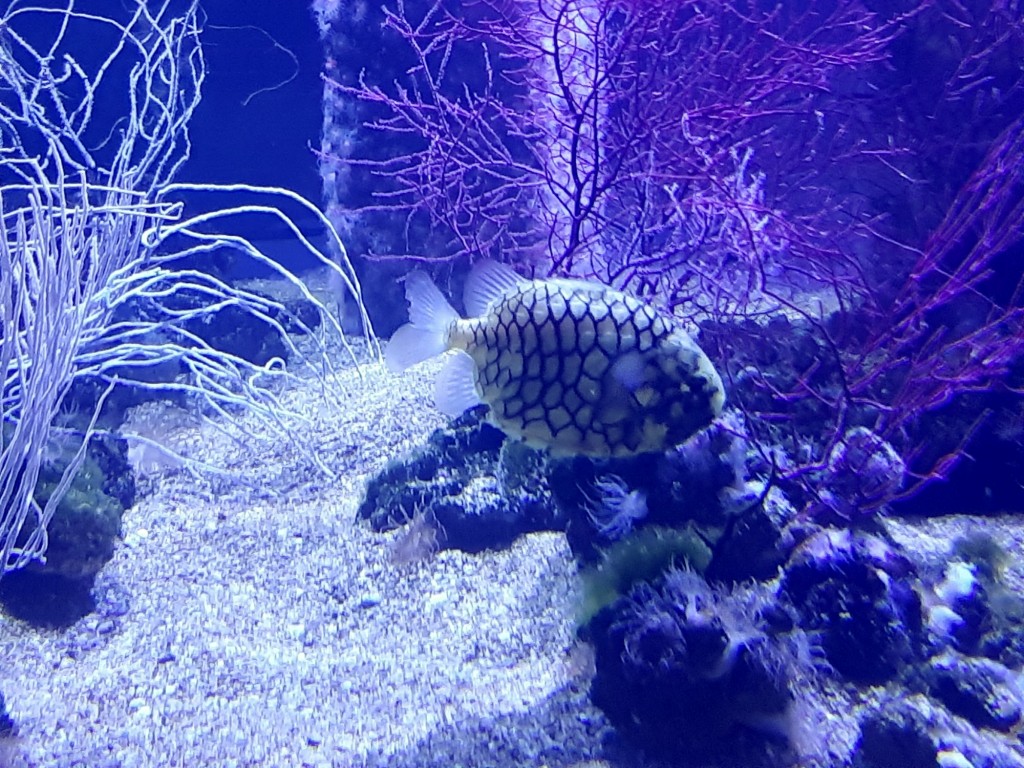 Foto: Oceanográfico - Valencia (València), España