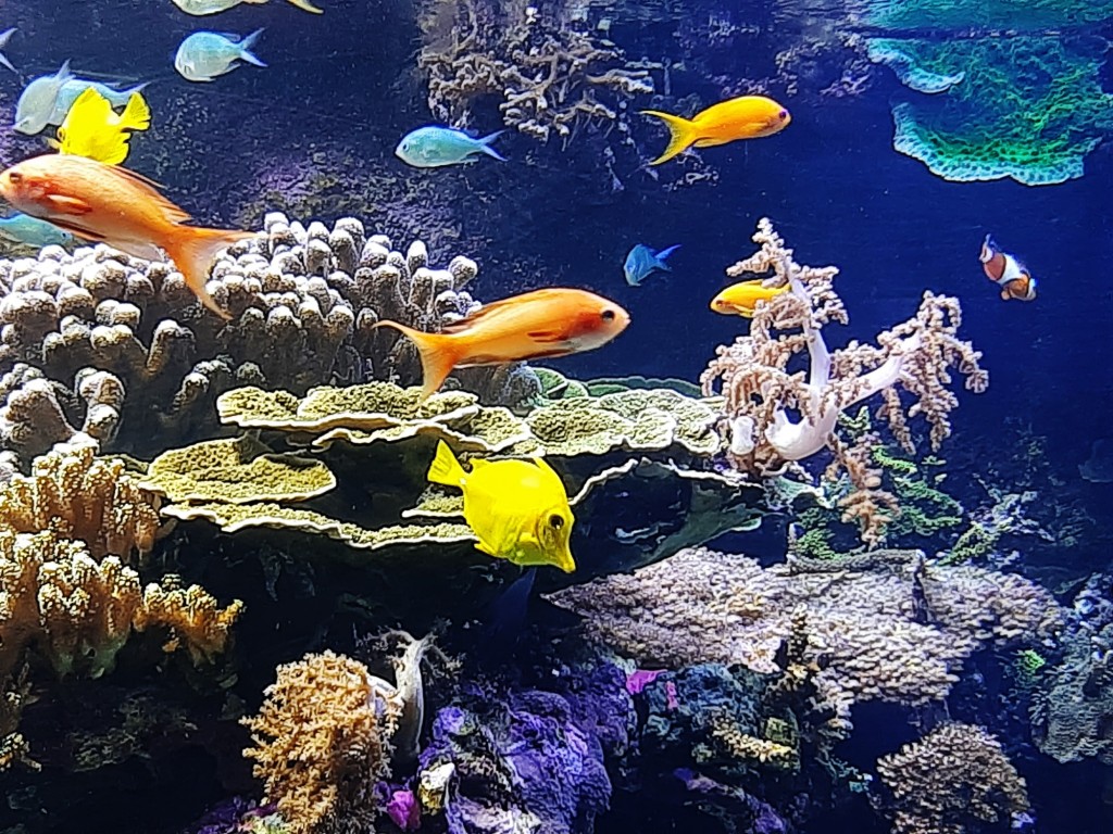 Foto: Oceanográfico - Valencia (València), España