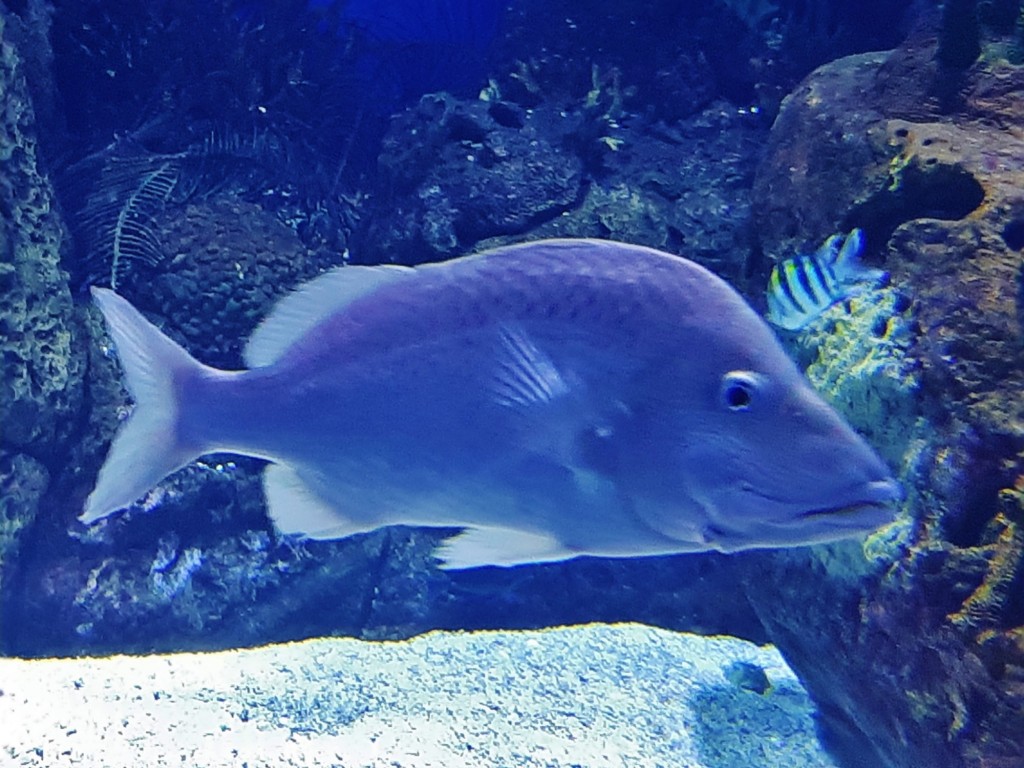 Foto: Oceanográfico - Valencia (València), España