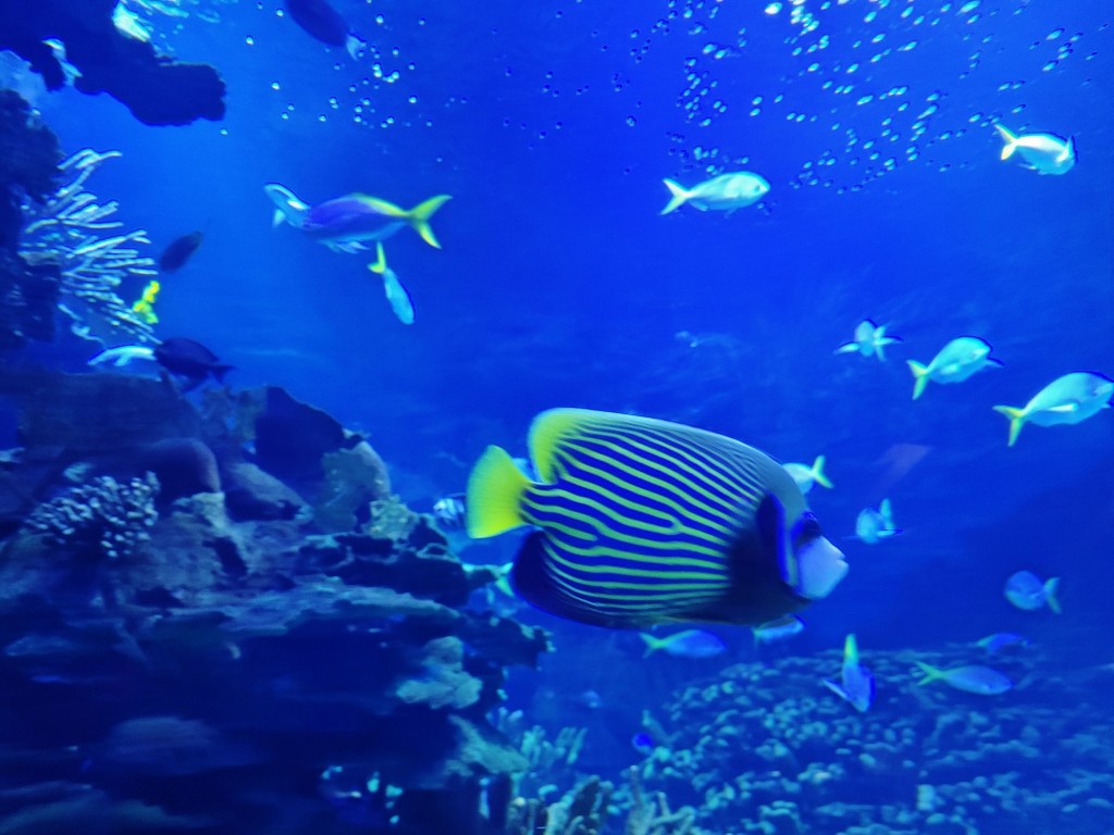 Foto: Oceanográfico - Valencia (València), España