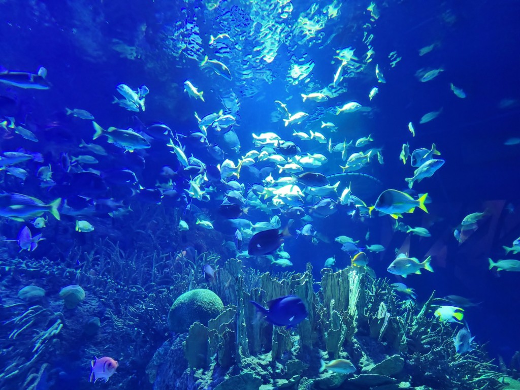 Foto: Oceanográfico - Valencia (València), España