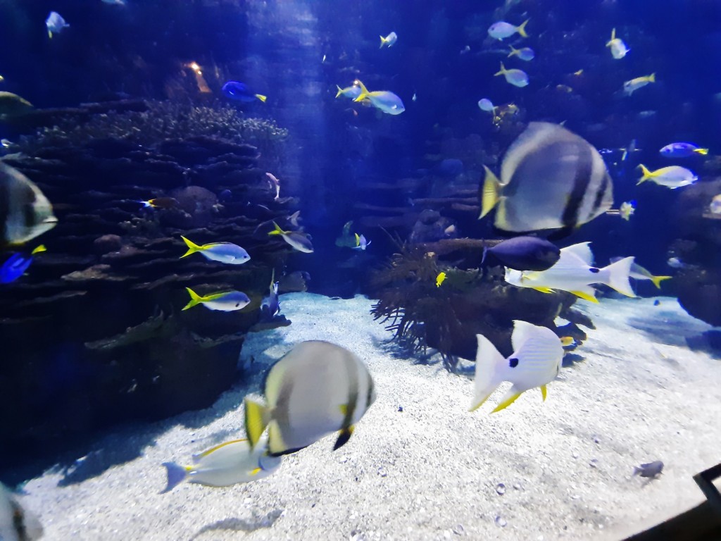 Foto: Oceanográfico - Valencia (València), España