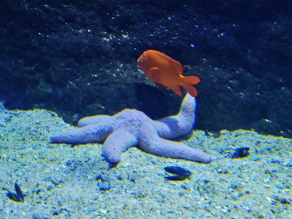 Foto: Oceanográfico - Valencia (València), España