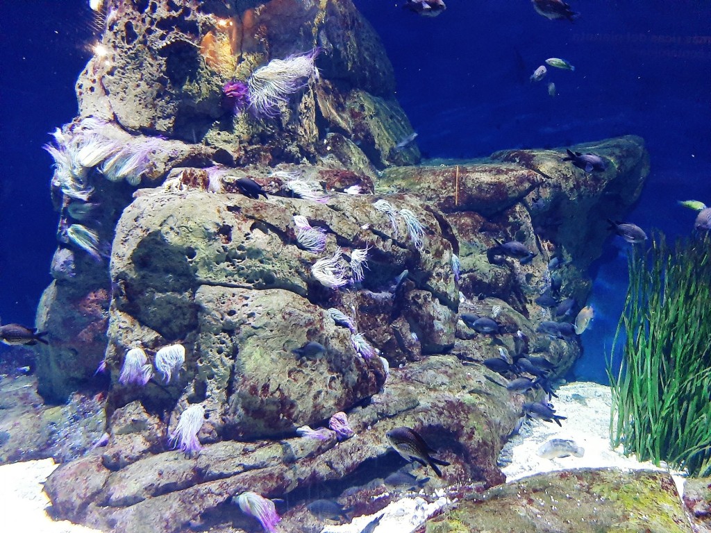 Foto: Oceanográfico - Valencia (València), España