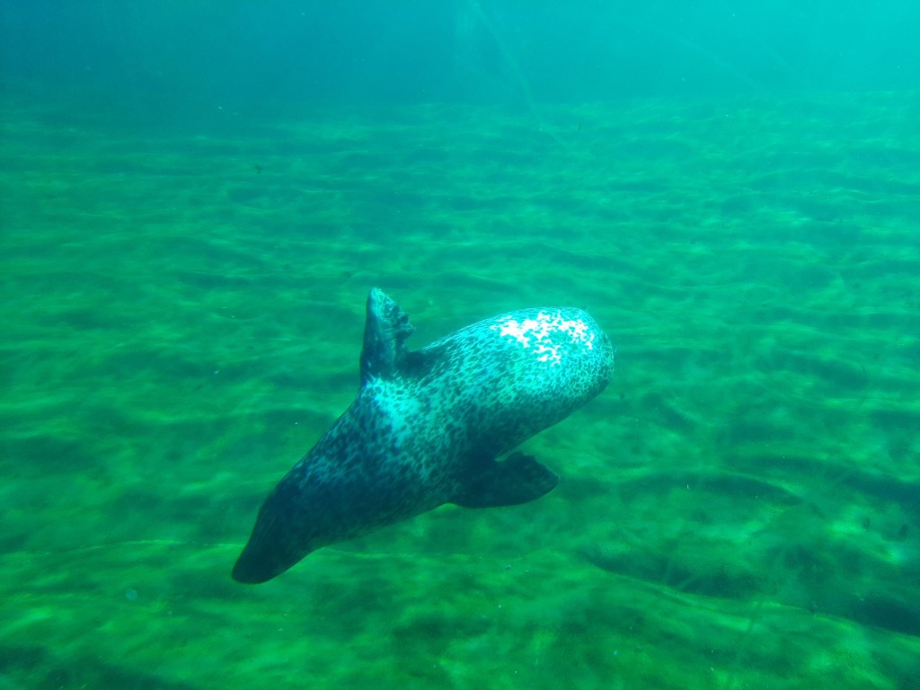 Foto: Oceanográfico - Valencia (València), España