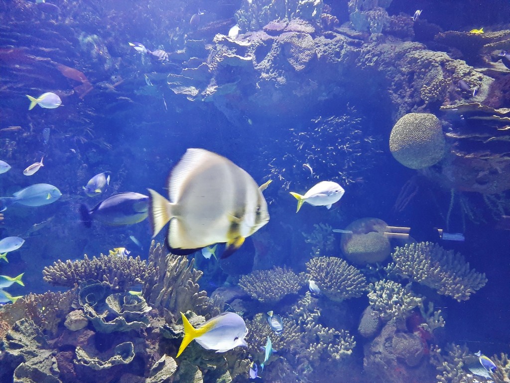 Foto: Oceanográfico - Valencia (València), España