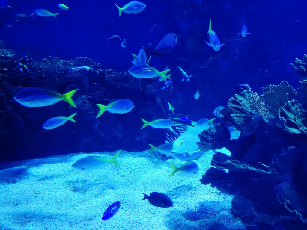 Foto: Oceanográfico - Valencia (València), España