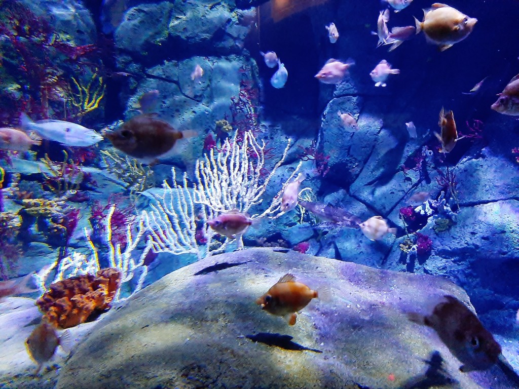 Foto: Oceanográfico - Valencia (València), España