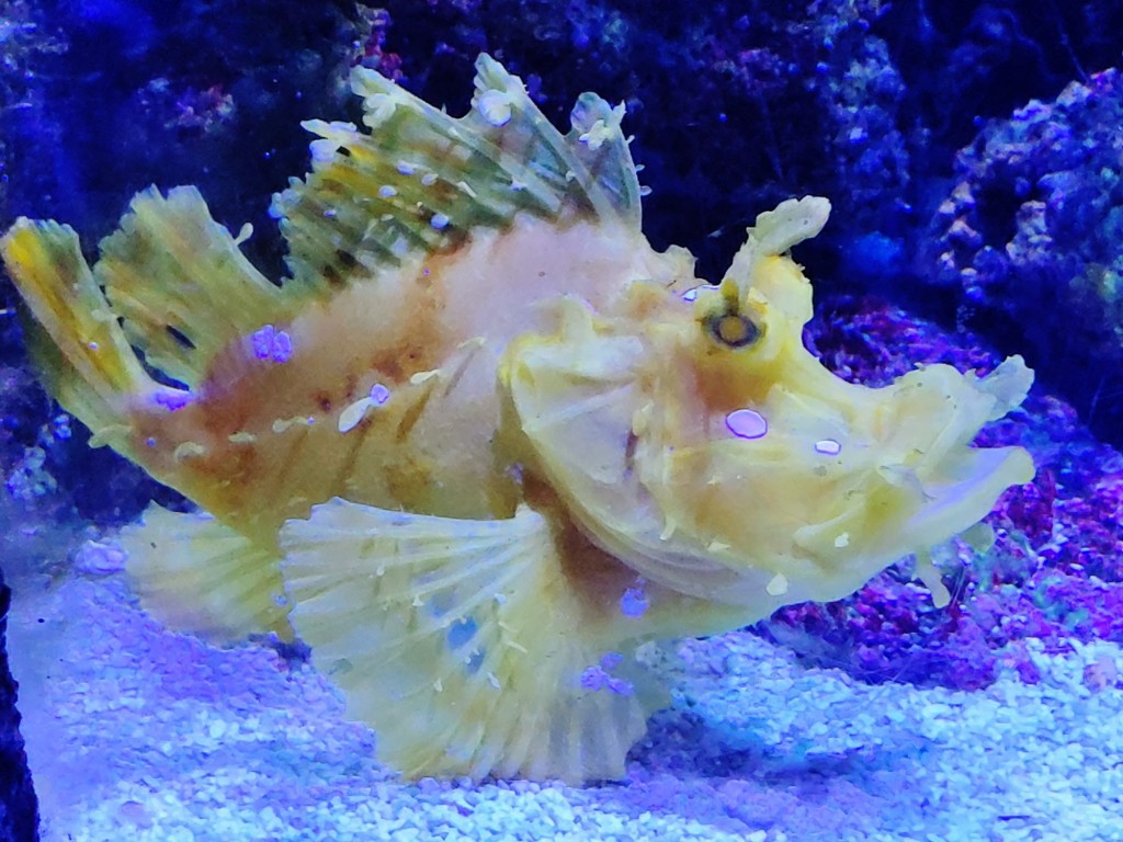 Foto: Oceanográfico - Valencia (València), España