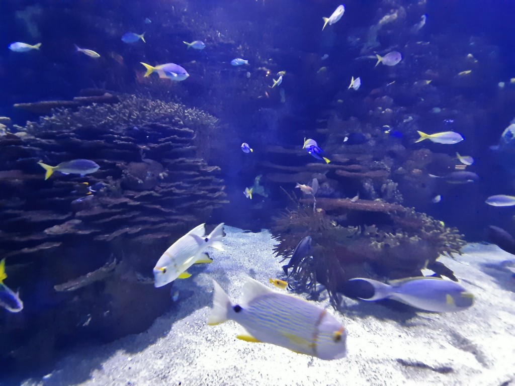 Foto: Oceanográfico - Valencia (València), España