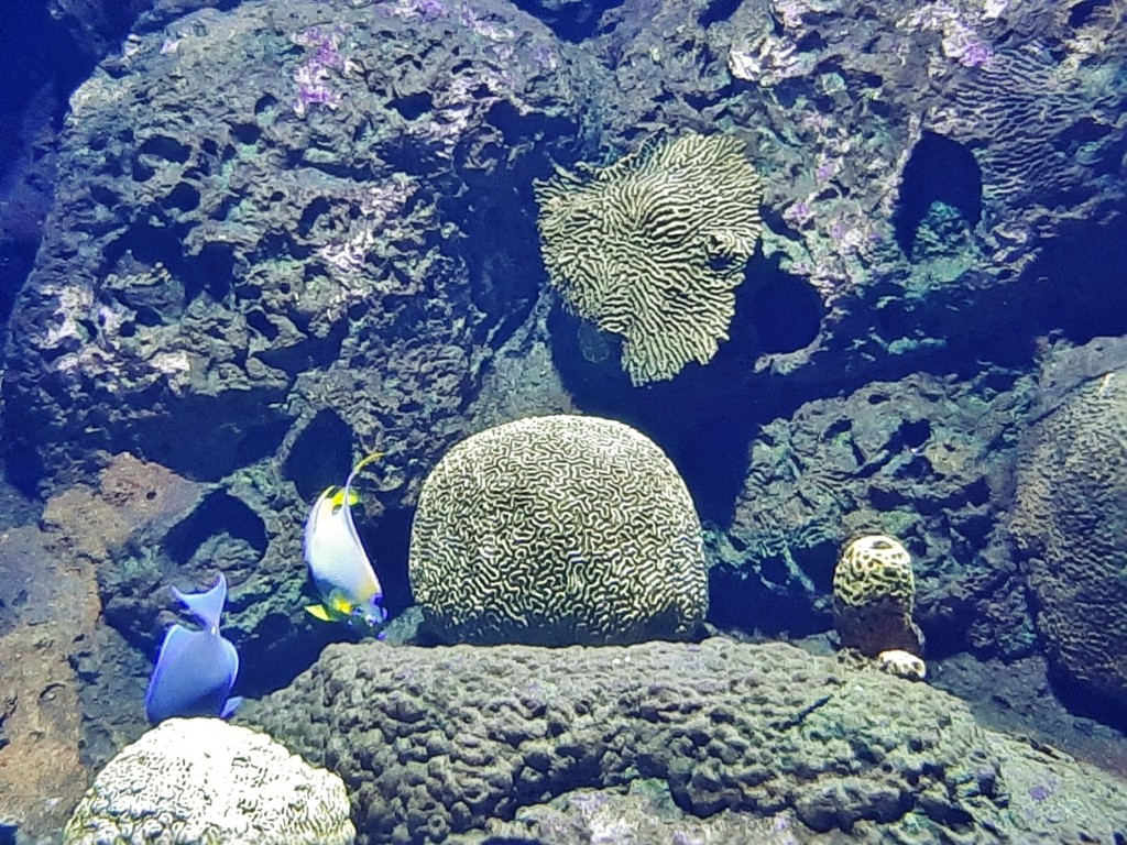 Foto: Oceanográfico - Valencia (València), España