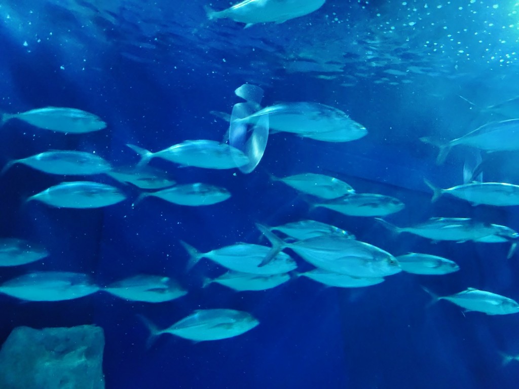 Foto: Oceanográfico - Valencia (València), España