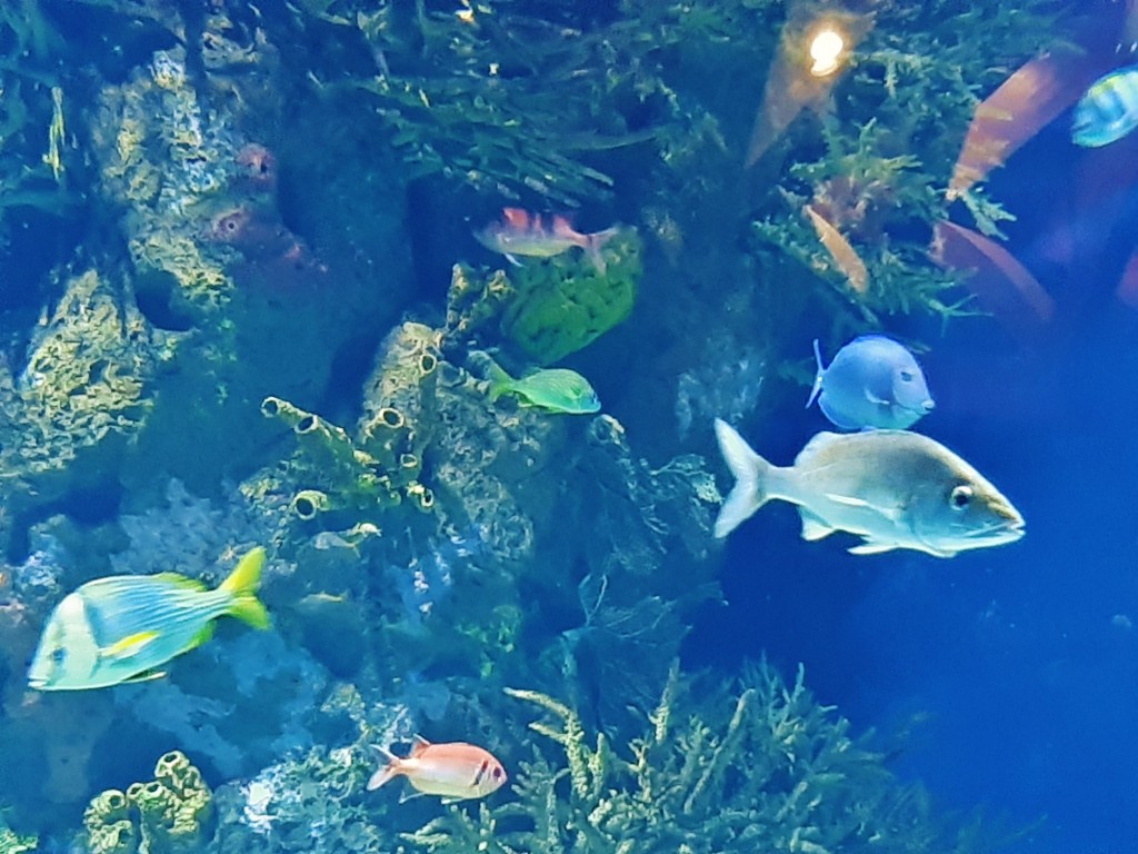 Foto: Oceanográfico - Valencia (València), España