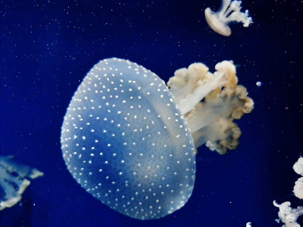 Foto: Oceanográfico - Valencia (València), España