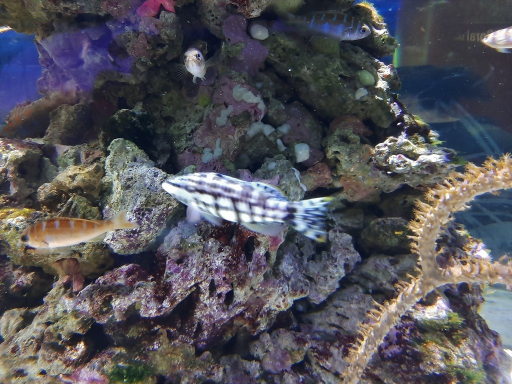 Foto: Oceanográfico - Valencia (València), España