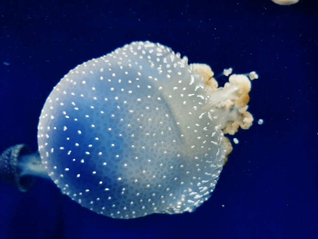 Foto: Oceanográfico - Valencia (València), España