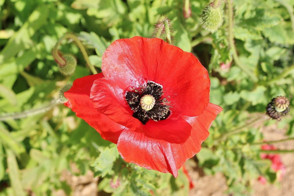 Foto: Jardín Botánico - Blanes (Girona), España